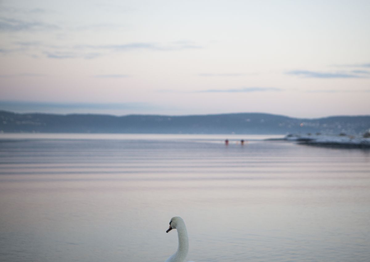 Foto Oslofjorden i solnedgang med svane i forgrunnen