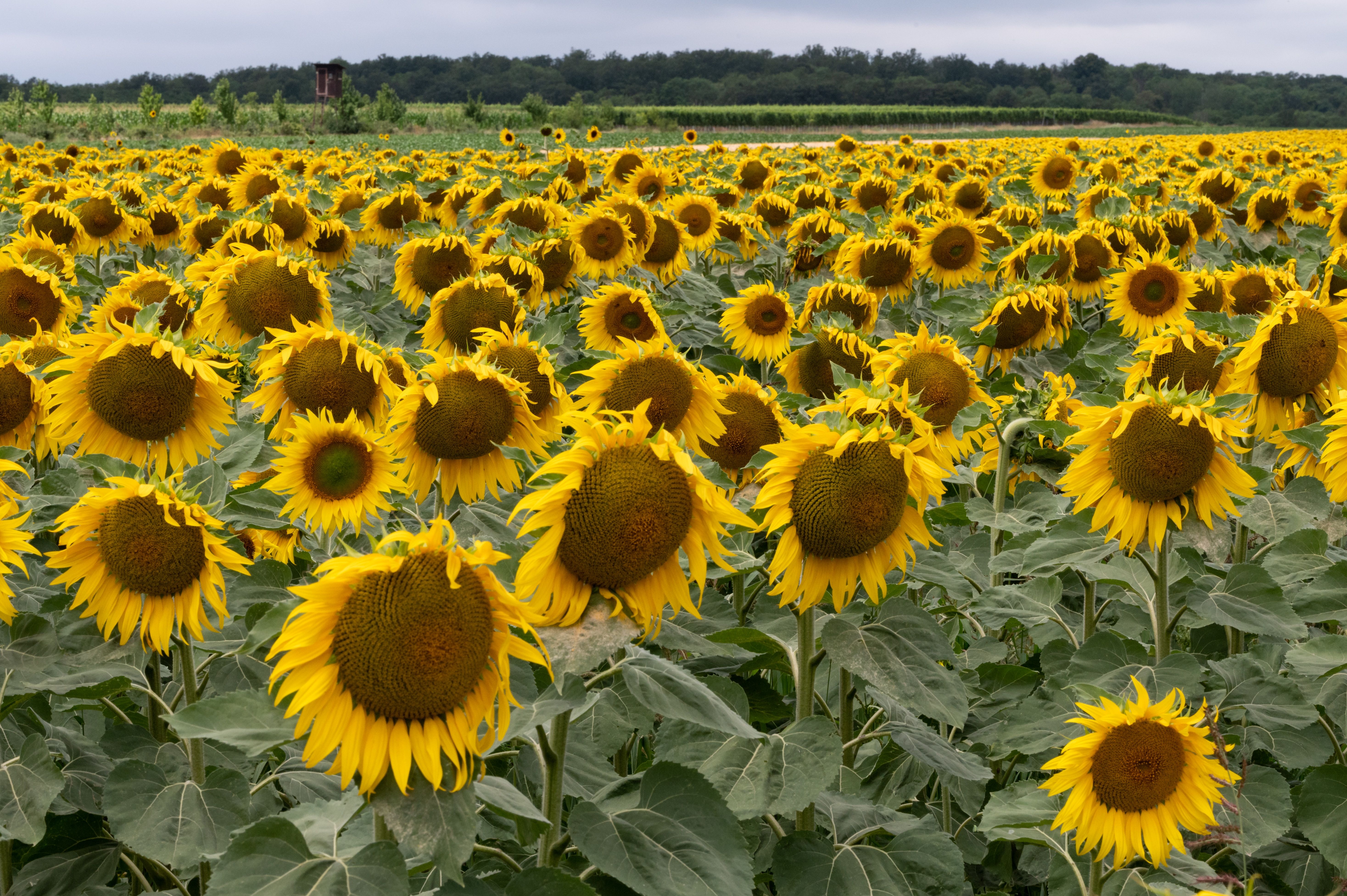 SOMMERHILSEN FRA DIREKTØREN