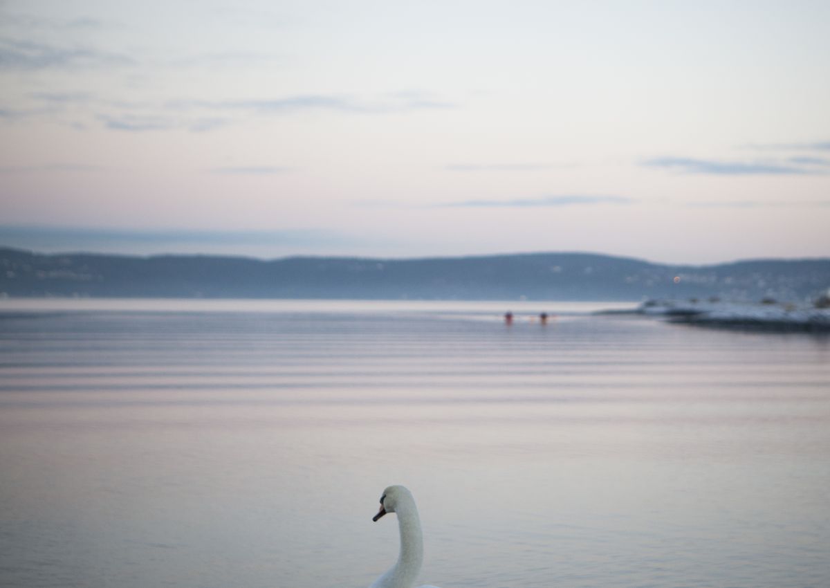 Foto Oslofjorden i solnedgang med svane i forgrunnen