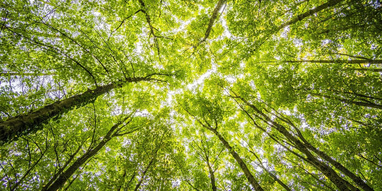 European Green Deal: Kommisjonen vedtar nye forslag for å stoppe avskoging, fremme bærekraftig avfallshåndtering og gjøre jordsmonnet sunt for mennesker, natur og klima